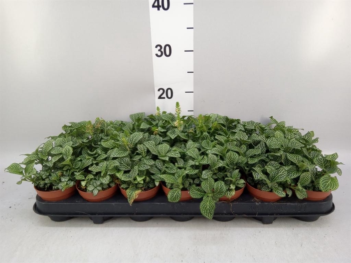 <h4>Fittonia verschaf. 'Bianco Verde'</h4>