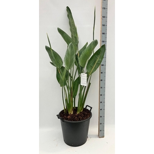 STRELITZIA REGIN BL