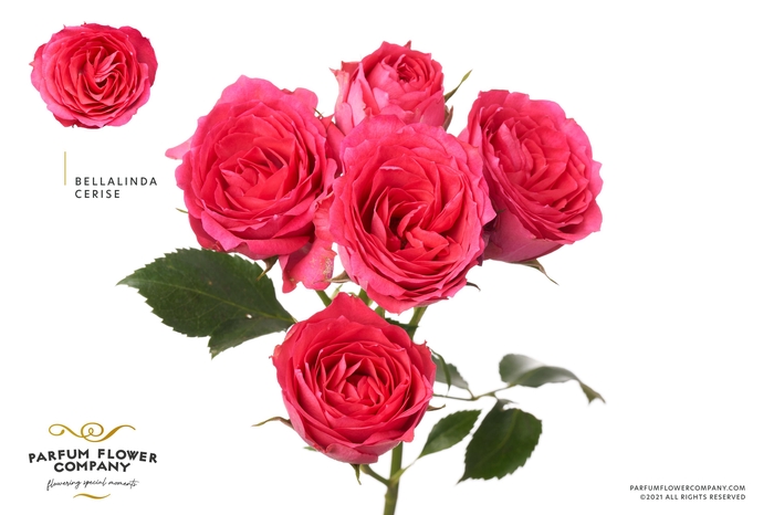 <h4>Rosa Spray Bellalinda Cerise</h4>