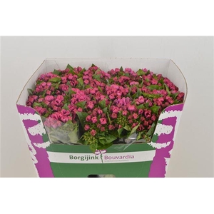 BOU EN DAPHNE PURPLE