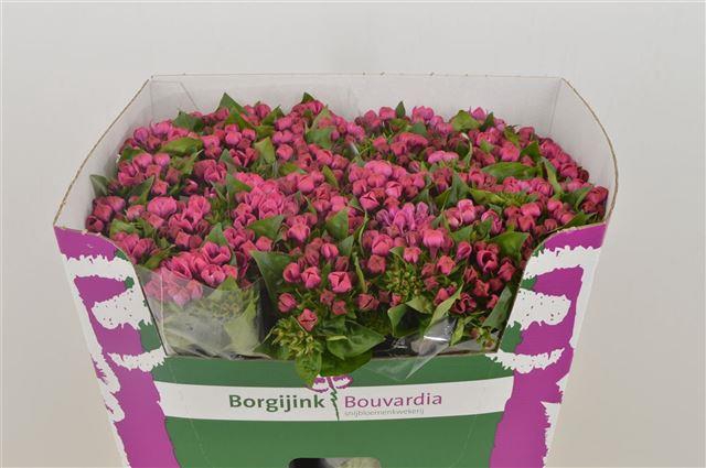 BOU EN DAPHNE PURPLE