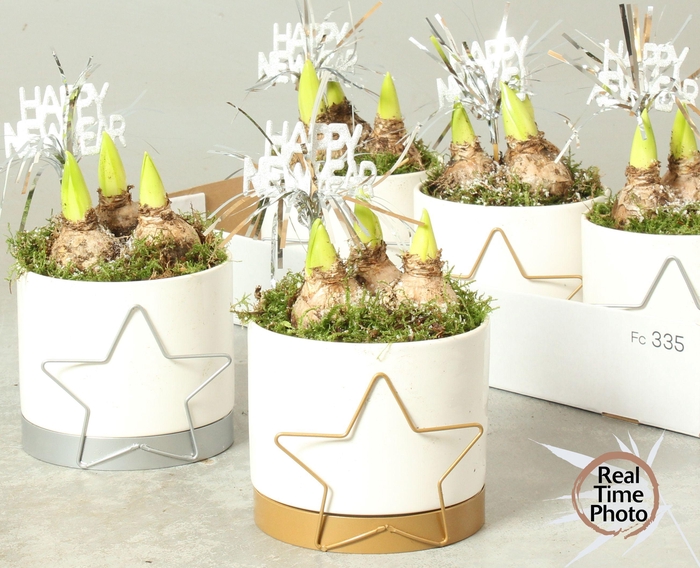 <h4>ARR HYACINTH</h4>