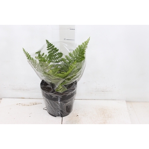 ASPLENIUM PARVATI P17