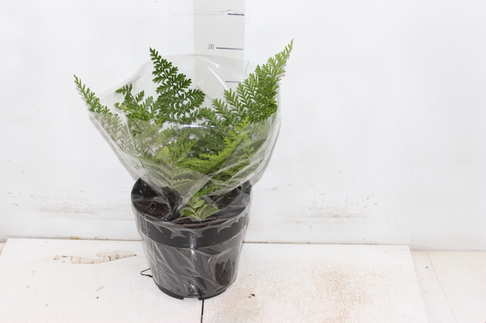 <h4>ASPLENIUM PARVATI P17</h4>