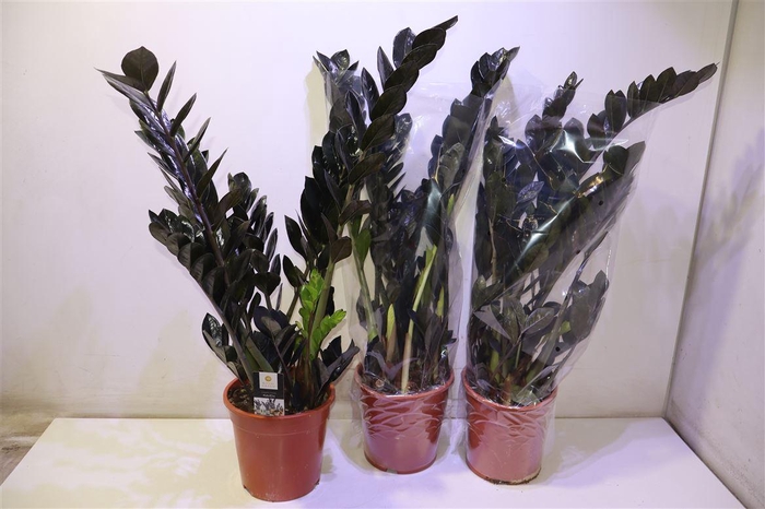 <h4>arr8 Zamio Raven</h4>