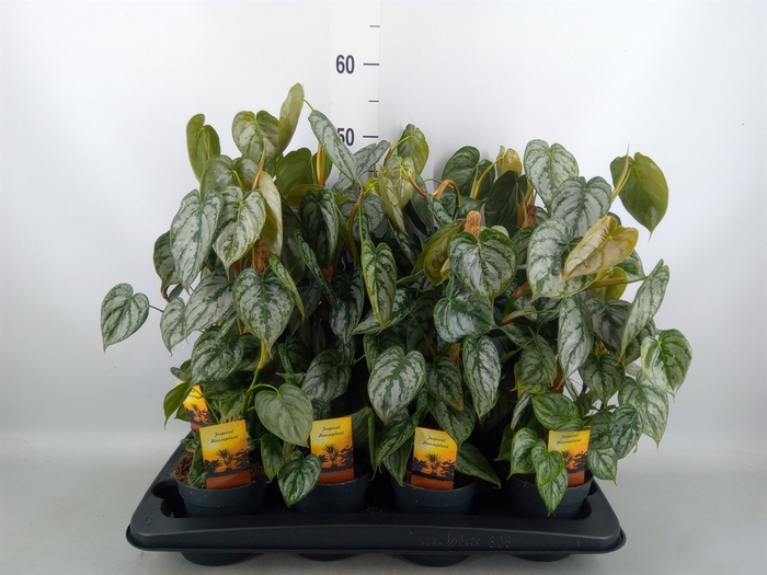 <h4>Philodendron brandtianum</h4>