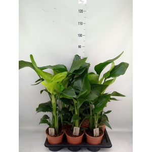 Strelitzia nicolai