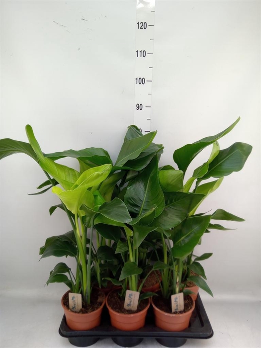 <h4>Strelitzia nicolai</h4>