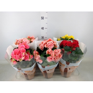 Begonia elat. DU   ...mix