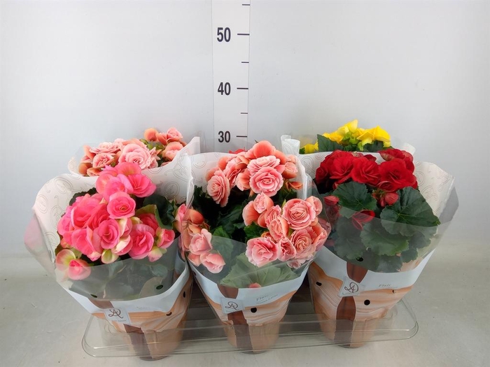 <h4>Begonia elat. DU ...mix</h4>