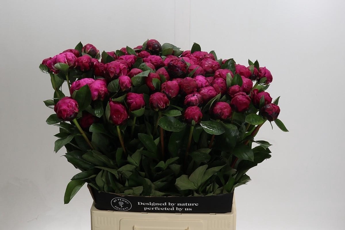 <h4>Paeonia Red Sarah</h4>