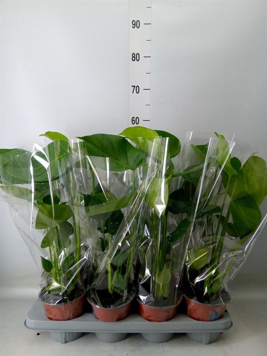 <h4>Monstera delic.</h4>