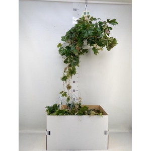 Cissus rhombifolia 'Ellen Danica'