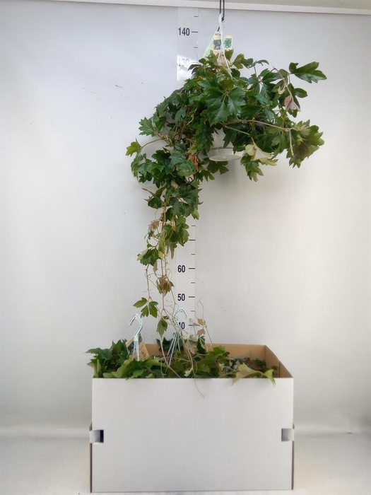 <h4>Cissus rhombifolia 'Ellen Danica'</h4>