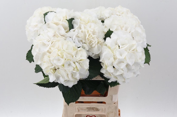 <h4>Hydr M Schneeball</h4>