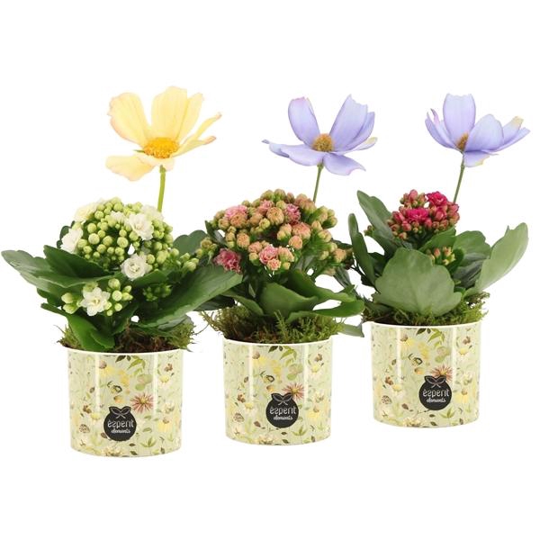 <h4>Arrangementen kamerplanten 6%</h4>