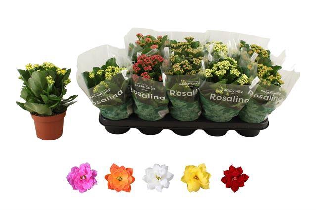 <h4>KALAN CALAN MIX ROSALINA P12</h4>