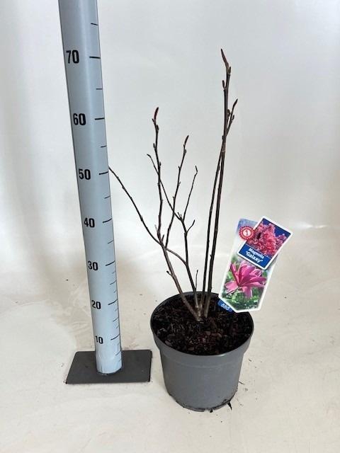 <h4>MAGN STELLATA OV</h4>