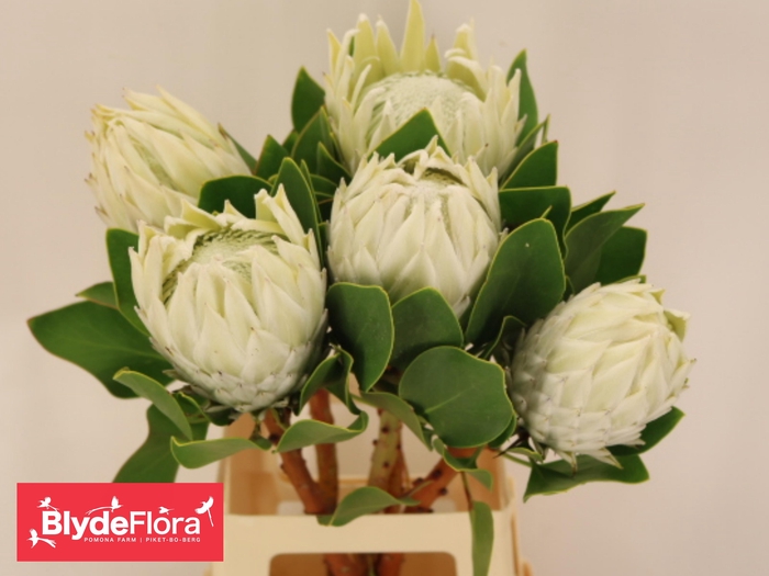<h4>PROTEA CY AYOBA A IC</h4>
