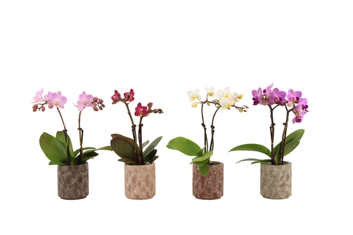 <h4>Brett Tiny Dolls Mix 2T10+ Aqu@</h4>