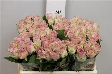 <h4>R Gr Memory Lane!</h4>