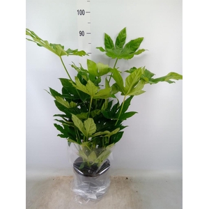 Fatsia japonica   ...