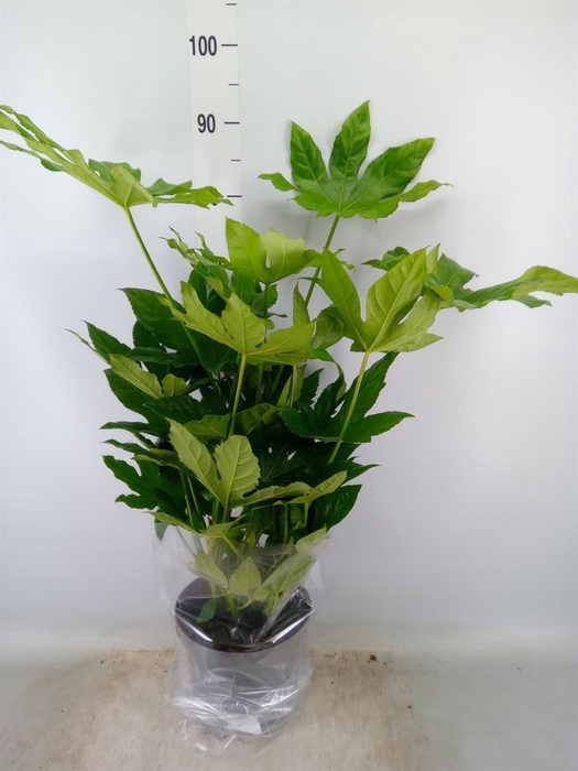 <h4>Fatsia japonica   ...</h4>