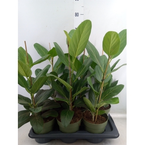 Ficus benghalensis 'Audrey'