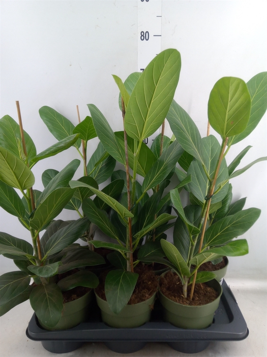 <h4>Ficus benghalensis 'Audrey'</h4>