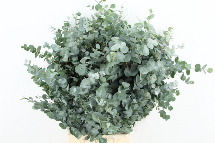 <h4>EUC GUNNII 300GR</h4>