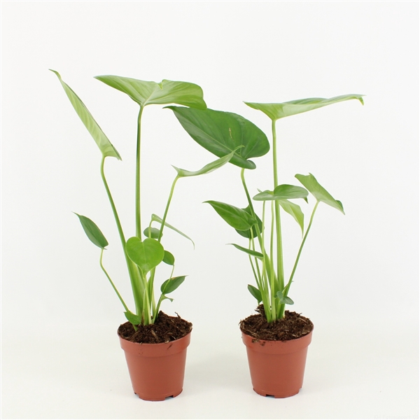 <h4>Monstera Deliciosa P12</h4>