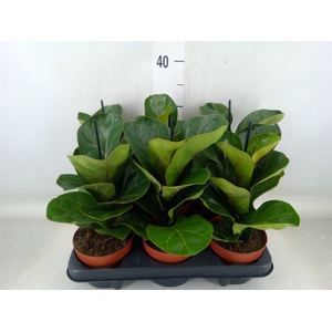 Ficus lyrata 'Bambino'