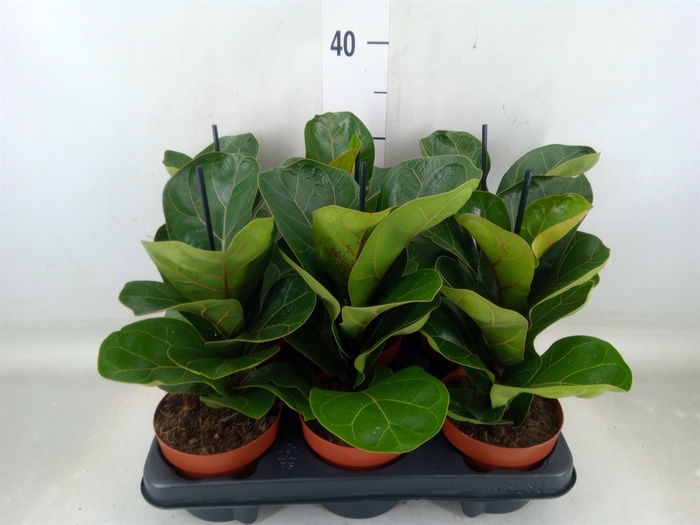 <h4>Ficus lyrata 'Bambino'</h4>