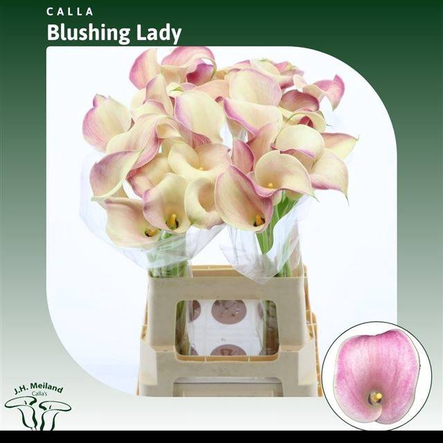 <h4>ZANT BLUSHING LADY</h4>
