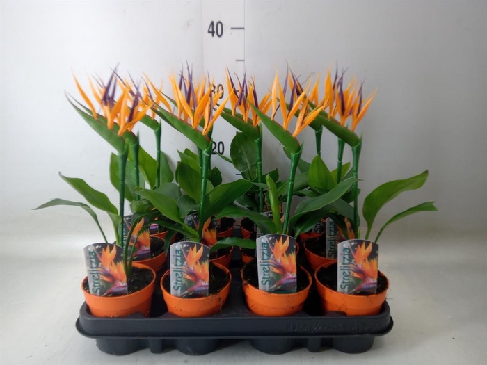 <h4>Arr.  Strelitzia L%</h4>