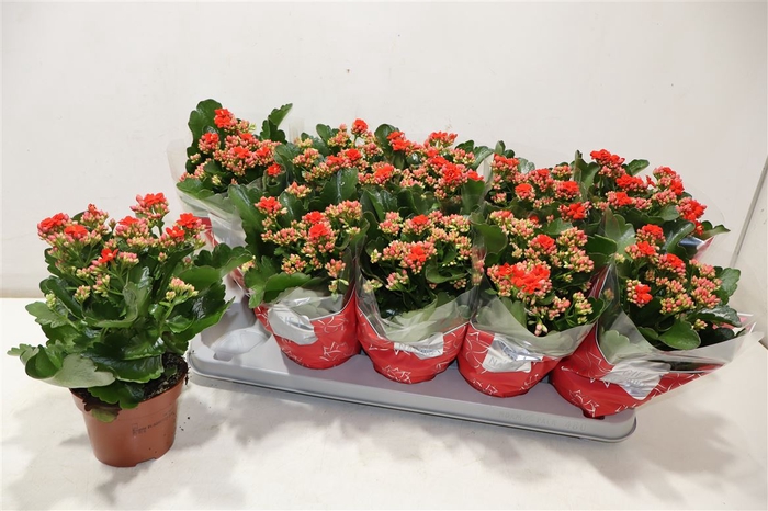 <h4>Kal Ge Perfecta Red</h4>