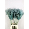 Dried Miscanthus Light Blue 90cm