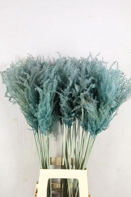 Dried Miscanthus Light Blue 90cm