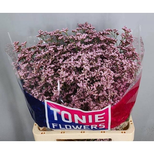 LIM TALL PINK EMILLE