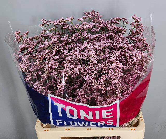 <h4>LIM TALL PINK EMILLE</h4>