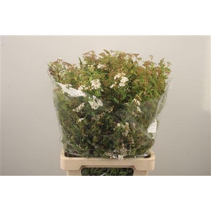 Spirea White Per Bunch