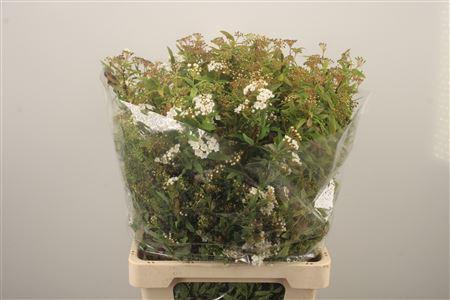 <h4>Spirea White Per Bunch</h4>