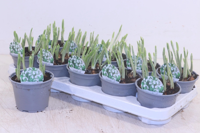 <h4>GALANTHUS HIPPOLYTA</h4>