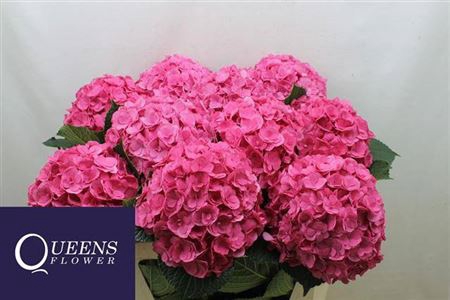 <h4>Hydr M Roy Anasta Rs 70cm</h4>
