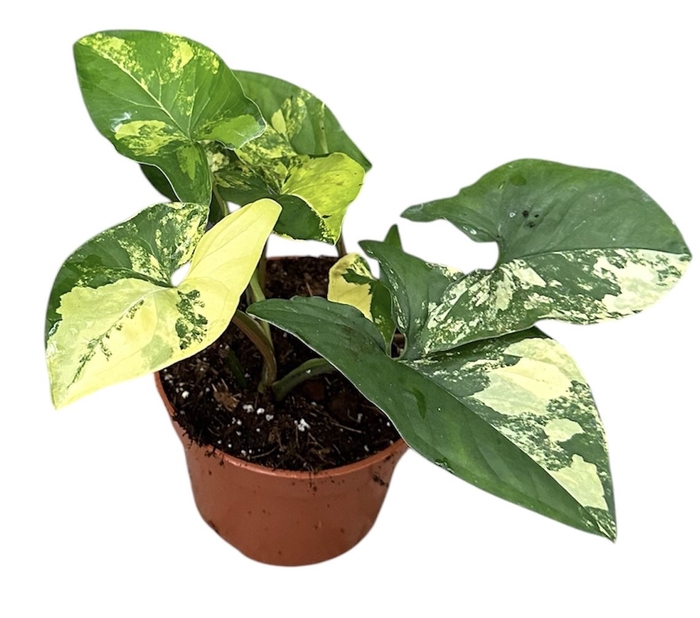 <h4>Syngonium</h4>