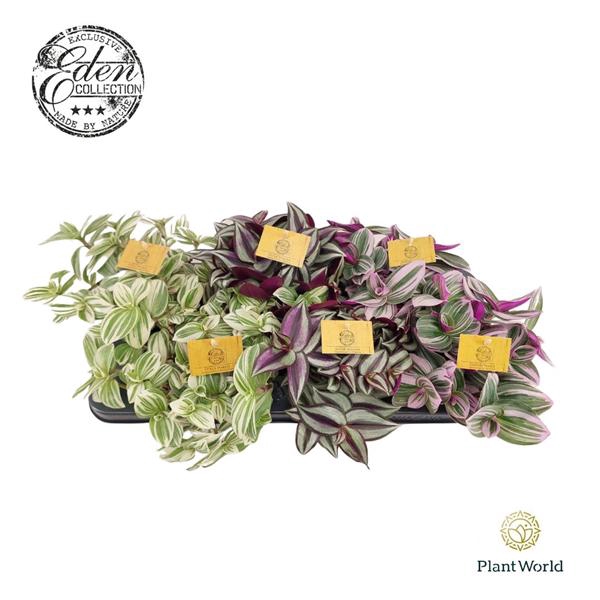 <h4>Tradescantia gemengd 12cm</h4>