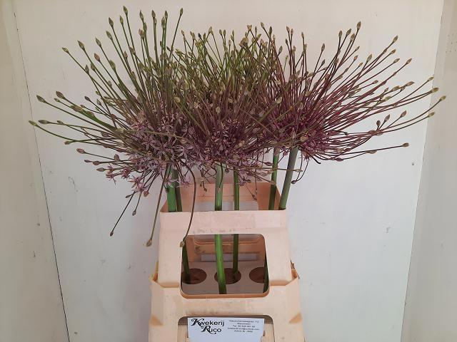 <h4>ALLIUM SCHUBERTII</h4>