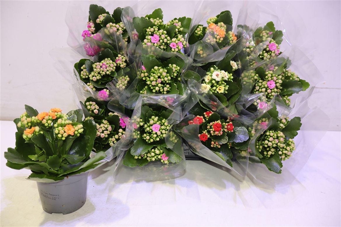 <h4>arr8 Kalan B Ge Gem 5 Kl</h4>