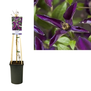 Clematis Noora PBR +light label