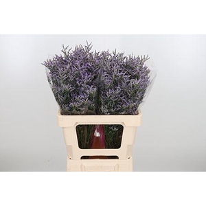 LIMONIUM SKYLIGHT 20GR
